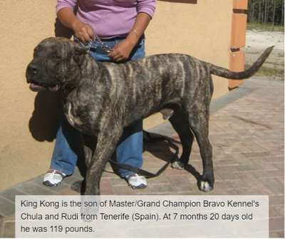 BRAVO KENNEL’S KING KONG
