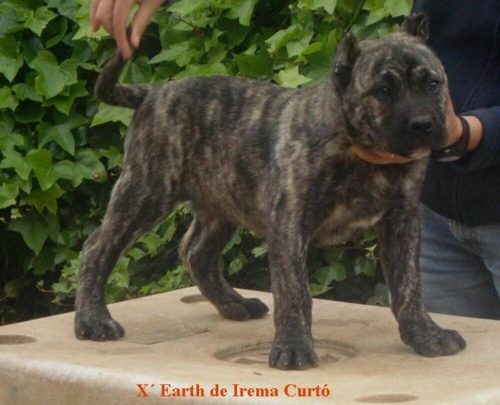 Dos niños con un Presa Canario — equilibrio en familia