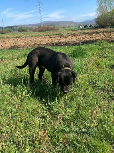 NEGRO SICILIA KENNEL
