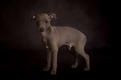 Fawn Navy Veloce Come Il Vento
