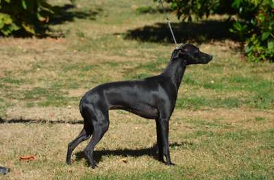 Legend-Italienne Du Domaine De Chanteloup