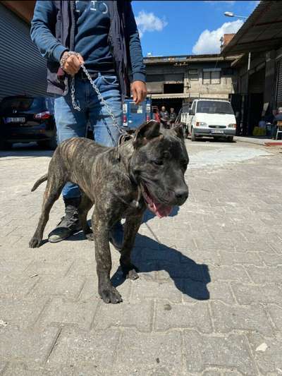 OTIS DEL TORRO BRAVO