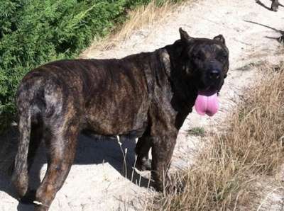 RAIZA DE BARNACAN BULL