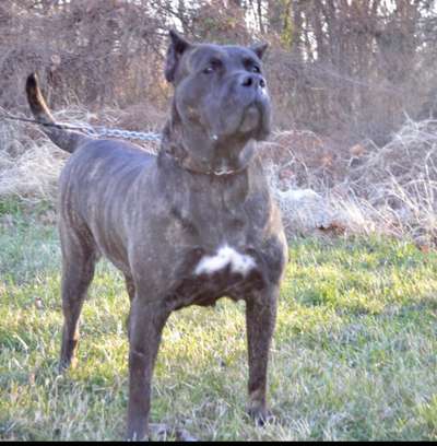 TALL OAK'S BAILEY IRISH CREAM