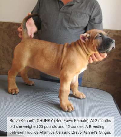 BRAVO KENNEL’S CHUNKY