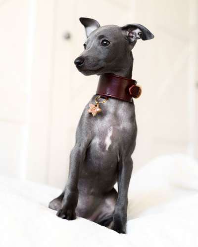 Jd Filha Cani Di Salamon