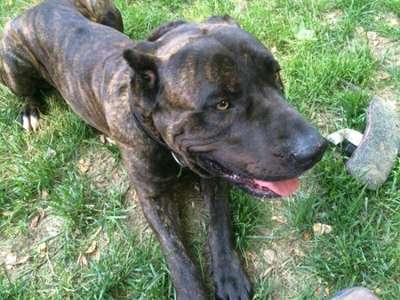 CAPITOL KENNEL DIABLO (CK DIABLO)