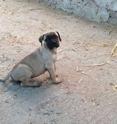 INDIA DE KING ZULU
