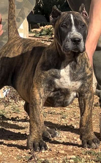 FRIDA DE GUARDIANES DE LOS SANZ