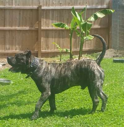 BLACK STAR PRESA’S STAX