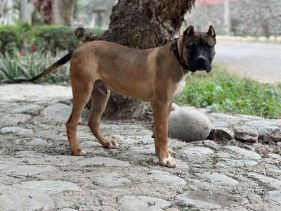 KING CHAJLLA PERRO DE PRESA