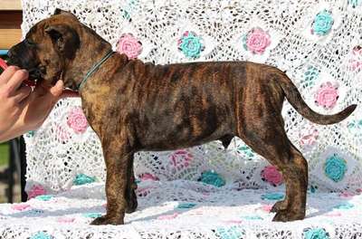 ALBAHRA OF PROPER K9