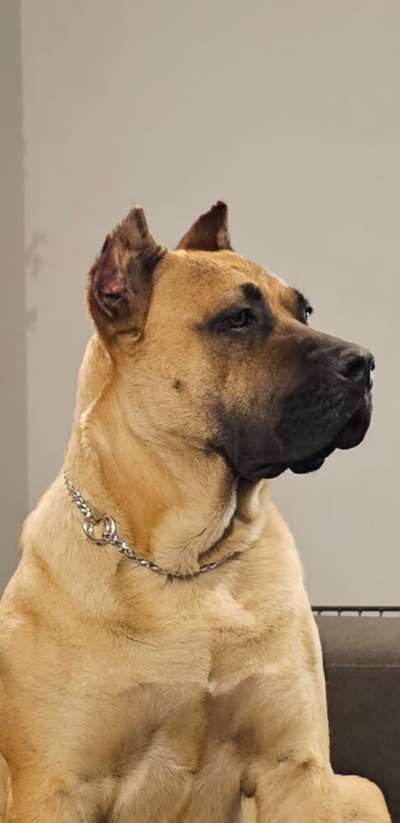 V-FALLON DOG PUR