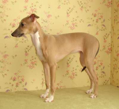 Astra Bravissimo Zofie
