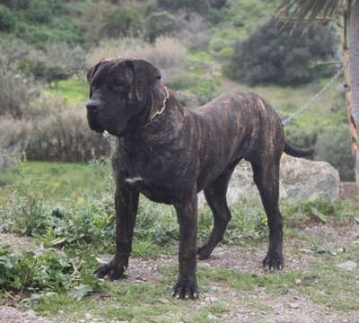 CAPITAN DE LA ISLA DE LOS VOLCANES