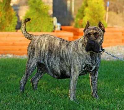 NALA DE IRONHORSE