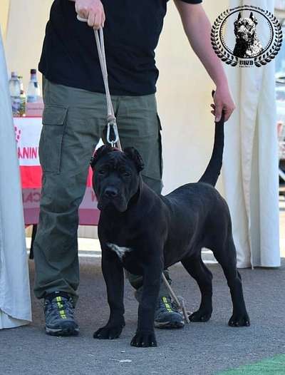 BUCOVINA WORKING DOGS B'AMADO