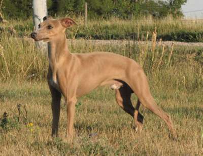 Diavolino's Creole Style