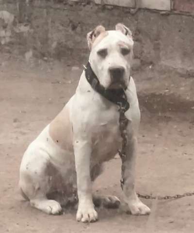 JOHN DUTTON CHAJLLA PERRO DE PRESA