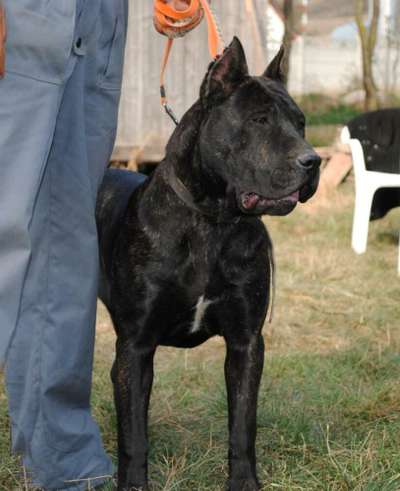 ARYS DE MANGO BULL (NATASHA)
