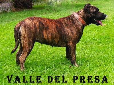 YORKA DE VALLE DEL PRESA
