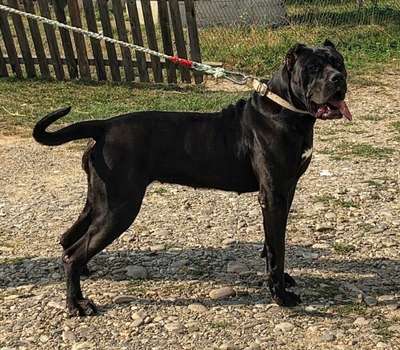 SILKE DE VARRO BULL