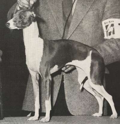Evergreen's Penelope