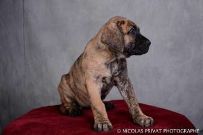 IMPERIAL DES DOGS DE L'AGE DE RAISON