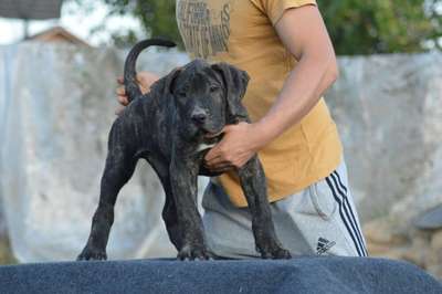 ARION DE ANTONBULL