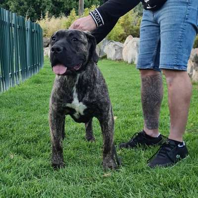 KARIM CANARIKENNEL