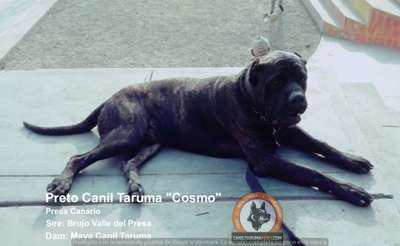 COSMO CANIL TARUMA