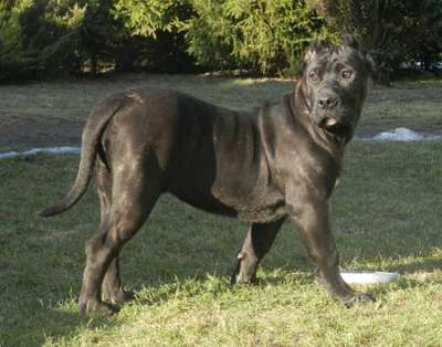 BOSS BULL CANARIO SOYA