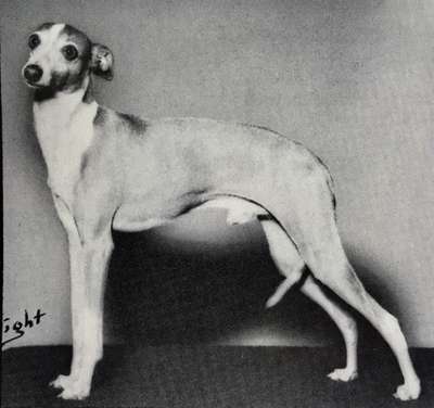 Visconti Of Pequa