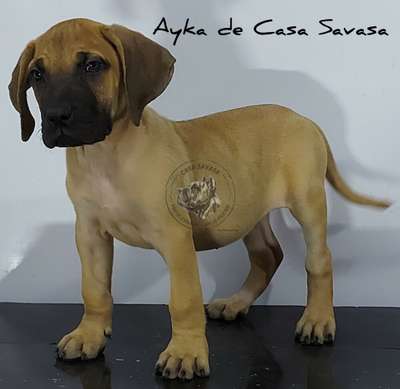 AYKA DE CASA SAVASA