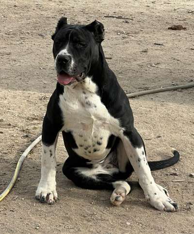 VATIKA DE KING ZULU