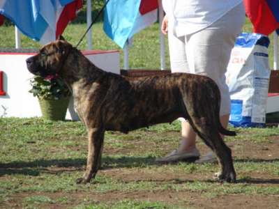 HANNA DE RANCHO BRAVO