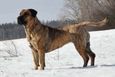 NIKITA BALUARTE DE LOS PERROS