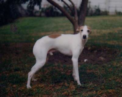 D'Aquitaine Luigi Of Sylvalait