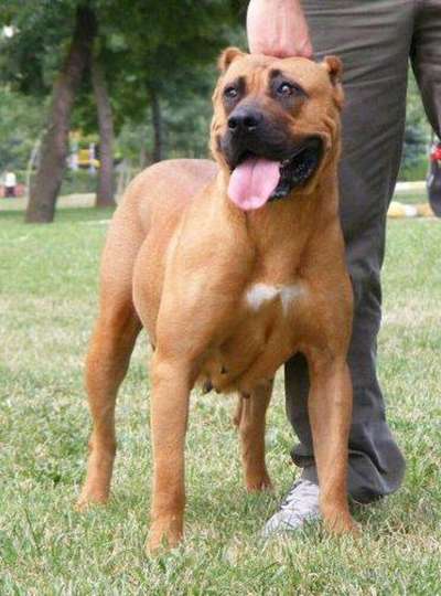 RITA TIMDOGKENNEL