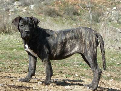 KOCA DEL RABIZAL