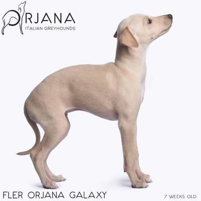 Fler Orjana Galaxy