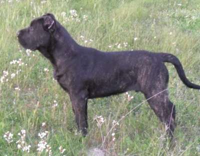 AMAURO DE MOZACAN BULL