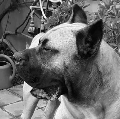 BRUCO DE GAROEBULLDOG