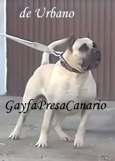 ABEDUL DE TROYCAN DE TACORONTE
