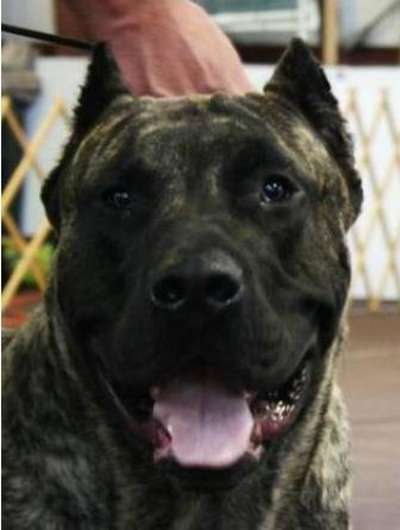 PRESA PERFECTION ROCCO (PRINCE)