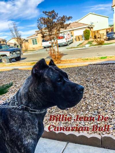 CANARIAN BULL'S ATHENA
