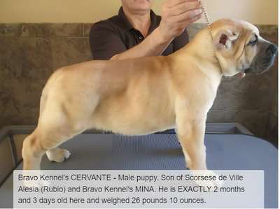 BRAVO KENNEL’S HANDSOME