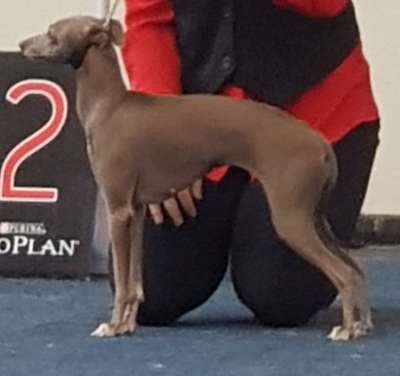 Lupavaro Princess
