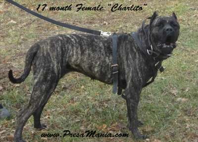 CHARLEY DE PRESA MANIA