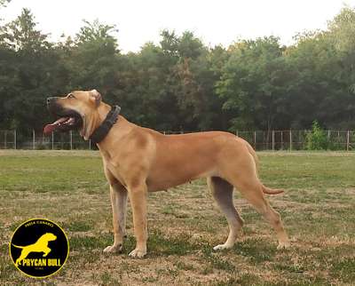 M-SKY DE PRYCAN BULL